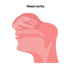 Healthy Nose Nasal cavity medical diagram