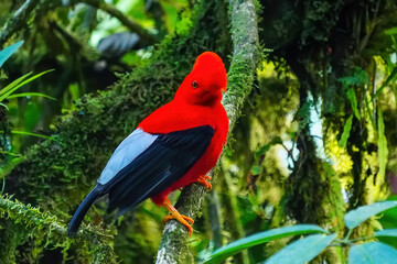 Male Andean cock-of-the-rock sitting in a tree
