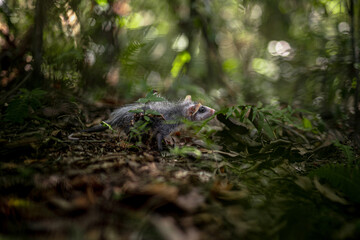 Wild animals free in the forest