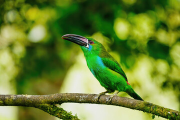 Crimson-rumped toucanet sitting in a tree