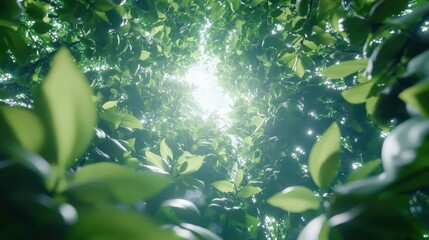 A forest canopy with sunlight filtering through the leaves.