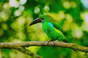 Crimson-rumped toucanet sitting in a tree