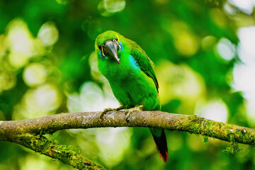 Crimson-rumped toucanet sitting in a tree
