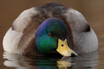 swimming adult male mallard (anas platyrhynchos)