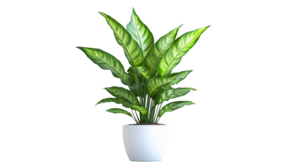 An indoor office plant in a pot isolated on a transparent background