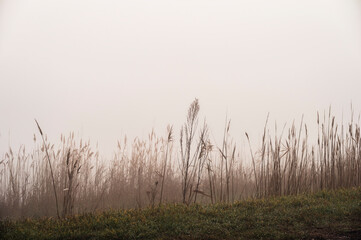 the river Po inside its Veneto side Delta during a winter season, Rovigo, Italy