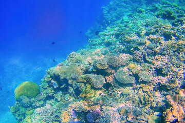 Coral reef off the coast of Gee island in Ouvea lagoon, Loyalty Islands, New Caledonia