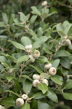 Ch&ecirc;ne vert Quercus ilex