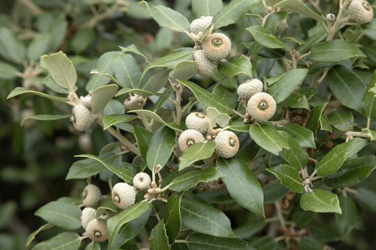 Ch&ecirc;ne vert Quercus ilex