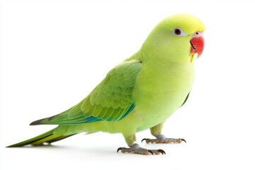 A ring-necked parakeet isolated on a white background