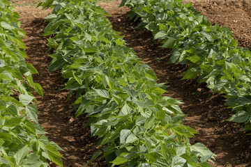 Rangs de  haricots verts dans un potager	