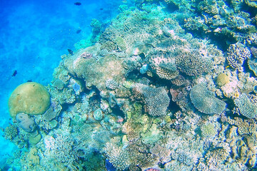 Coral reef off the coast of Gee island in Ouvea lagoon, Loyalty Islands, New Caledonia