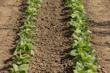 Rangs de  haricots verts dans un potager	