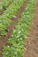 Rangs de  haricots verts dans un potager	