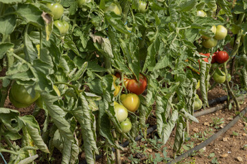 Pieds de tomates au potager	