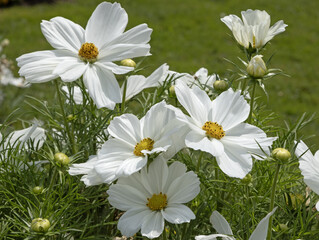 Cosmos blancs  © hcast