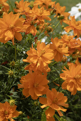 Cosmos sulphureus © hcast