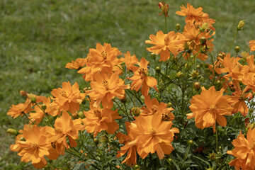 Cosmos sulphureus
