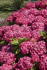 Hortensia rose	