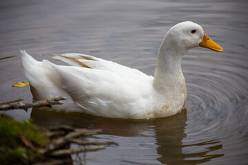 white goose on the water