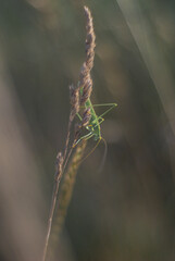 grasshopper on the grass