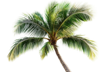 Tropical palm tree, cut out

