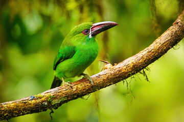 Crimson-rumped toucanet sitting in a tree