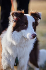 border collie dog