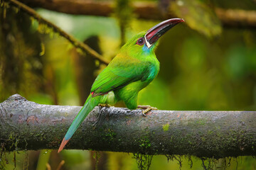 Crimson-rumped toucanet sitting in a tree