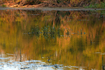 water plant against the background of a mirror reflection of autumn