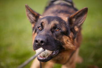 german shepherd dog