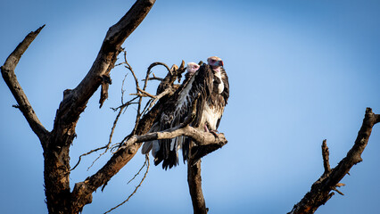 Nestled vultures are perched comfortably on branches against a beautiful blue sky above