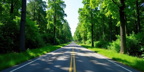 Obraz premium A sunlit asphalt road winds through a verdant canopy of trees, offering a scenic and peaceful drive