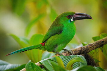 Crimson-rumped toucanet sitting in a tree