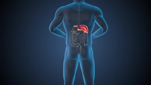 Anatomy of human liver with digestive organs
