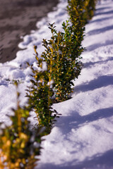 Green hedge in the snow under the sun