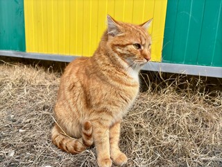 a red cat on the street