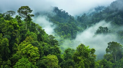 Misty Green Tropical Forest Landscape
