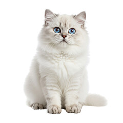 Fluffy White Cat, isolated on transparent background