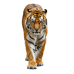 Fototapeta premium Tiger Walking Forward, isolated on transparent background
