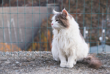 Beautiful longhaired cat with yellow eyes outdoors. Copy space for text.