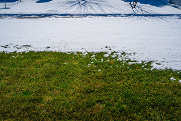 Green grass under the snow on a sunny day in late winter. The snow melts and the grass turns green