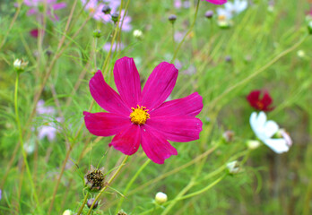 Fototapeta premium Decorative Cosmos flowers bloom in nature