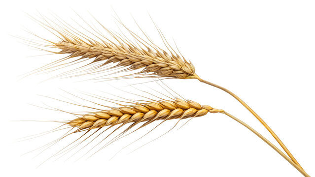two wheat sprigs cut out isolated on white background and transparent.