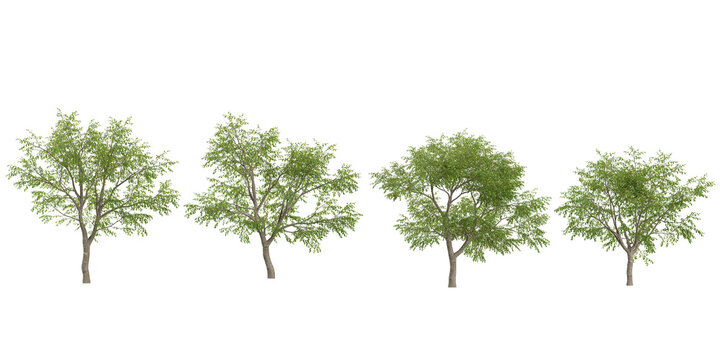 3d illustration of Ziziphus trees on transparent background