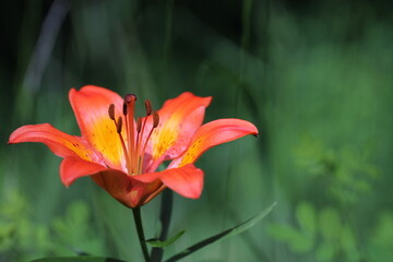 giglio di san giovanni nel bosco