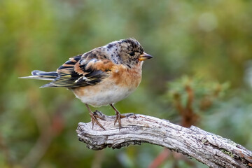 Brambling