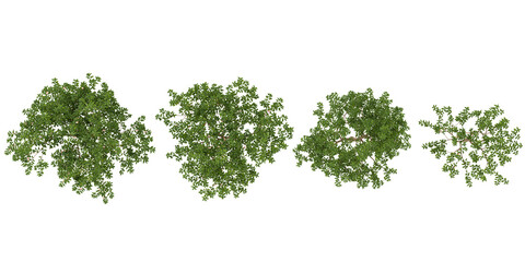 Obraz premium Collection of Peach plants on transparent background from the top view