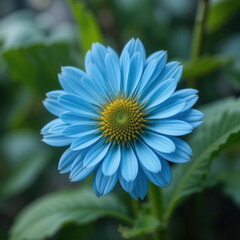 Fototapeta premium striking close up capturing serene beauty of blue daisy in bloom, radiating natural elegance and inviting sense of calm in garden