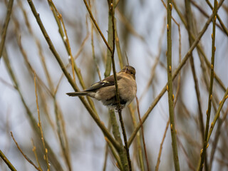 Female Chaffinch Perced in a Tree